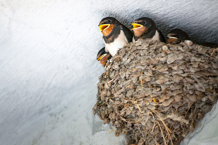 Baby swallows in nestの写真素材