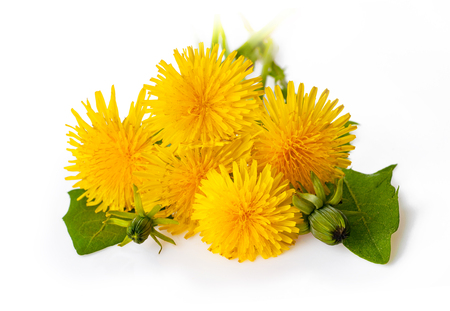 Yellow dandelion flowers (Taraxacum officinale). Dandelions isolated on white background. Blooming dandelion.の写真素材