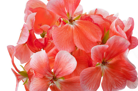 Elegant decorative geranium flower, Floral branch. Floral decoration for vintage wedding...