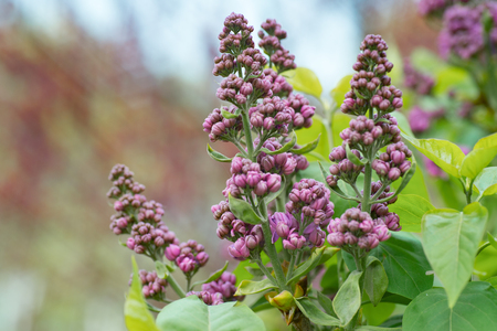 branch of blossoming lilac in the garden in springの写真素材