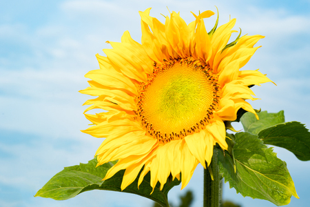 Sunflower on blue sky background. Sunflowers have abundant health benefits. Sunflower oil improves skin health and promote cell regeneration.の写真素材