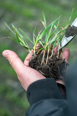 farmer hands holding green wheat crop for analyze the development on the field in the springの写真素材
