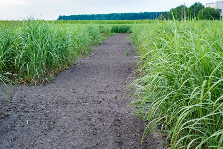 Panicum virgatum, commonly known as switchgrass for Biofuel Production .の写真素材