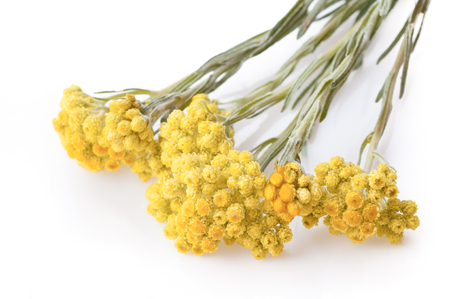 Helichrysum flowers on white backgroundの写真素材