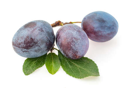 Plums plum prunes prune leaves fruits fruit isolated on a white backgroundの写真素材