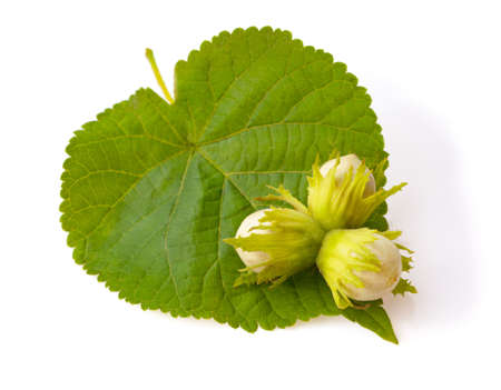 hazelnuts nuts with green leaf isolated on white background.の写真素材