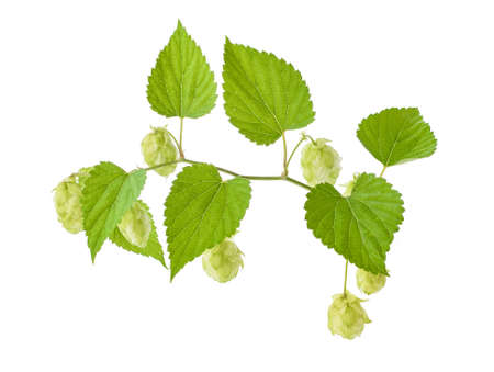 detail of hop cones in the hop field isolated on white backgroundの写真素材