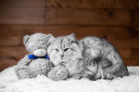 gray cat and Teddy bearの写真素材