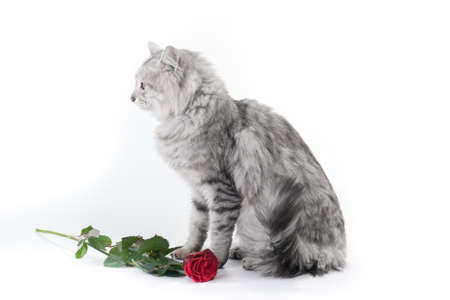 gray cat and the roseの写真素材