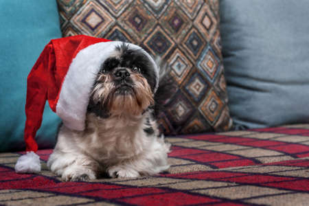 Small dog red christmas for celebration design. Merry christmas, happy new year. Seasonal holiday....