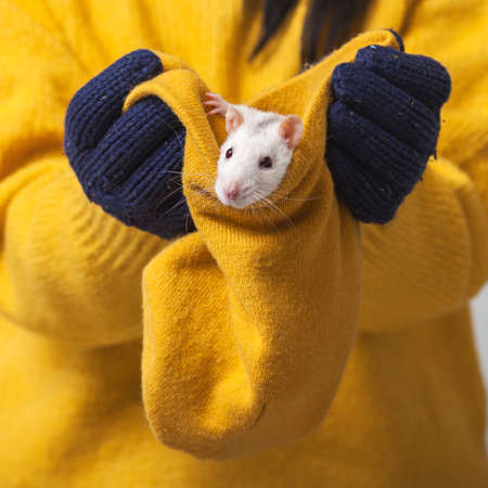 White rat in a knitted hat. Hands in knitted gloves hold a hat in which a rodent sits.の写真素材