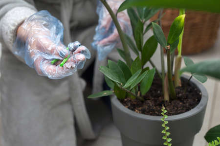 Fertilizers for home plants. Gloved hands putting fertilizer into the flower soil. Close-up.の写真素材
