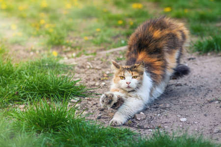 A homeless white-red cat sits on a bench against a background of green grassの写真素材