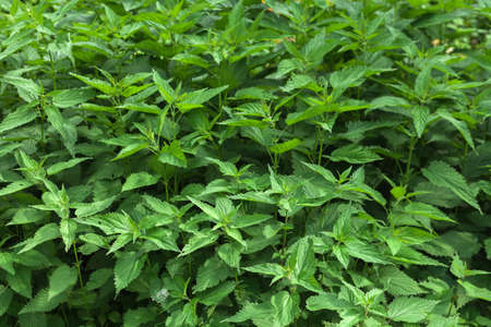 Background from nettle with fluffy green leaves. Nettle growing in the forest under bright sunshine.の写真素材