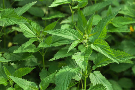 Background from nettle with fluffy green leaves. Nettle growing in the forest under bright sunshine.の写真素材