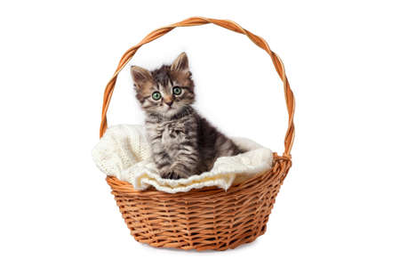 Cute striped kitten sits in a basket on a knitted bedding. Isolated on a white background.の写真素材