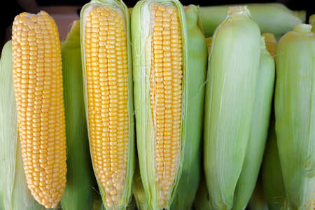Ripe corn cobs in the open air market. Background from corn. High quality photoの写真素材