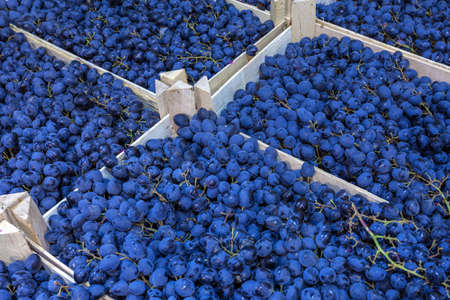 Ripe grapes in wooden boxes. Local produce at the autumn farmers' market. High quality photoの写真素材