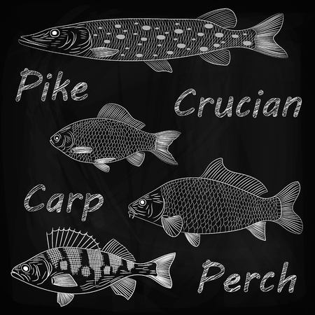 A chalk drawing, a sketch of a river fish on a blackboard. Pike, crucian carp, carp, perch. Vector illustrationのイラスト素材