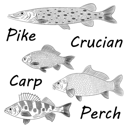 Drawing of a sketch of a river fish on a white background. Pike, crucian carp, carp, perch. Vector illustrationのイラスト素材