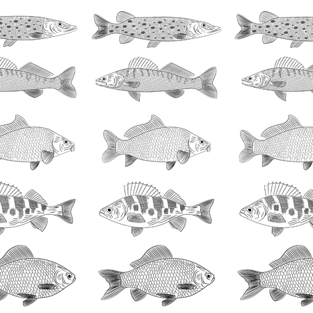 Popular river fish. The fish are drawn parallel to each other. Pike, pike perch, crucian carp, carp, perch. Sketch, pattern, vector illustration.のイラスト素材