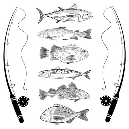 Set of popular sea fish and fishing rods. Tuna, dorado, cod, sea bass, salmon, mackerel. Vector illustration on a theme of catching sea fishのイラスト素材