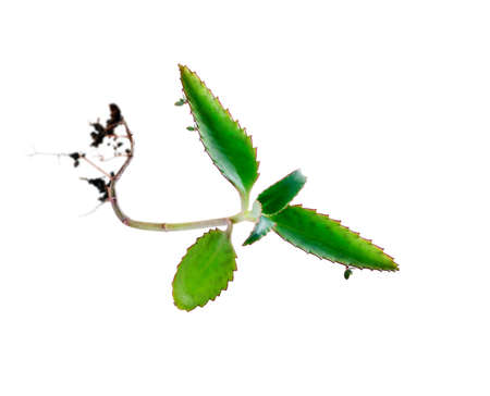medicinal plant Kalanchoe isolated on white backgroundの写真素材