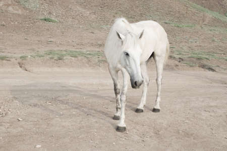 white horseの写真素材