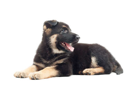 German shepherd puppy isolated on white background の写真素材