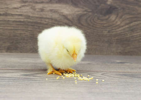 chicken pecks millet on a wooden backgroundの写真素材