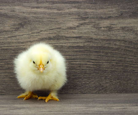 small yellow chicken on a wooden backgroundの写真素材