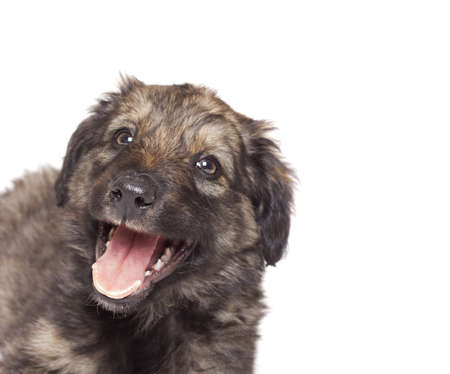 portrait of mongrel on a white backgroundの写真素材