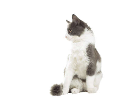 funny cat looking in front of a white backgroundの写真素材