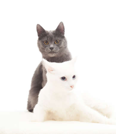 lovely gray and white cats on a white backgroundの写真素材