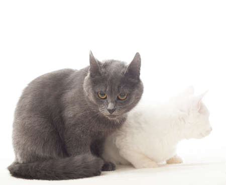 gray and white cats are looking in different directionsの写真素材