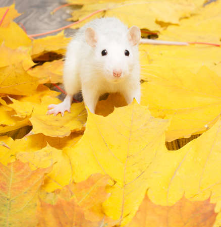 white pet rat sitting on yellow leaves and looks aheadの写真素材