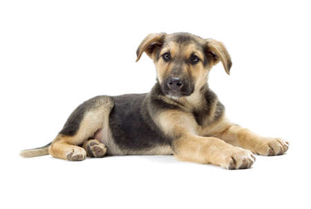 puppy lyingの写真素材