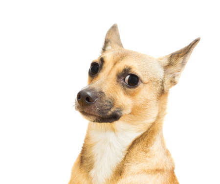 funny canine snout close-up on a white background isolatedの写真素材