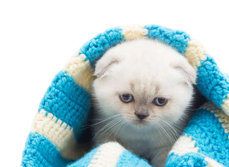 funny kitten in a blue blanketの写真素材