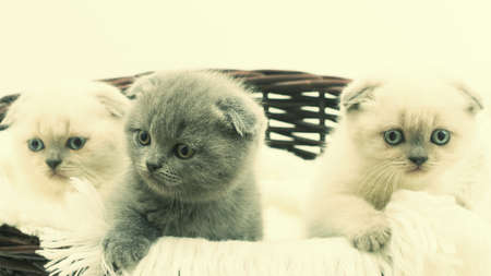 three funny kitten in a wicker basket