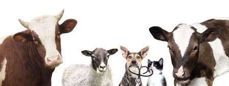 dog and a cat and a stethoscope