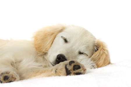 labrador puppy sleepingの写真素材
