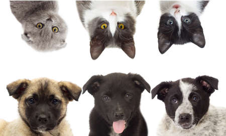 Puppy and kitten watching