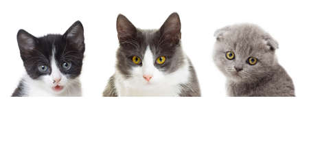 cat looking