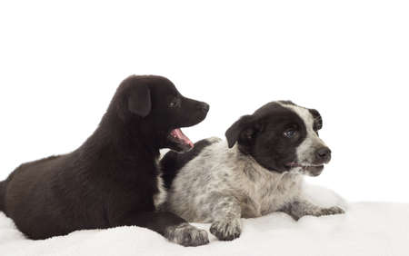Two funny dogs on the white bedspread