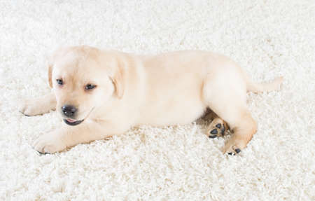 Labrador puppy on a fluffy carpetの写真素材