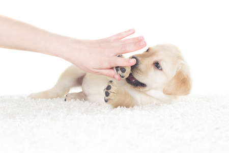 Labrador puppy and hand