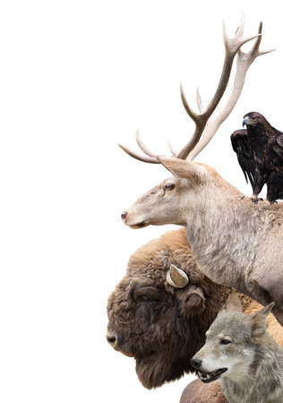forest animals on a white backgroundの写真素材
