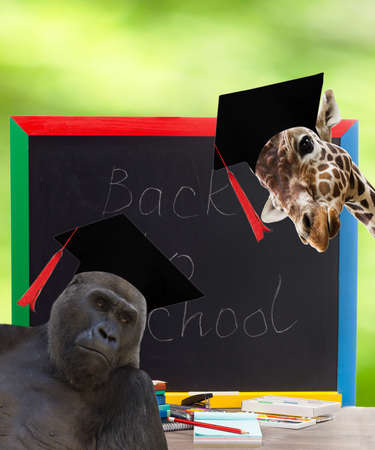 school board and African animals