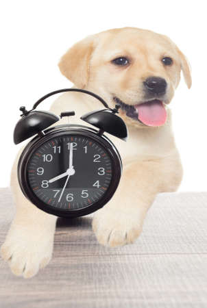 alarm clock and Labradorの写真素材